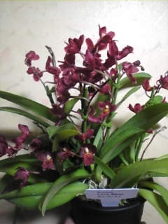 ラバ　バースト