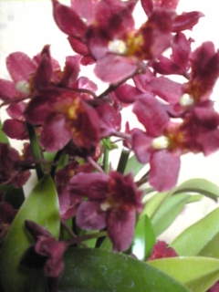 ホーエアラ　ラバ　バースト