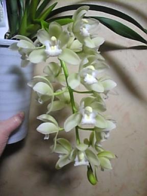 サラジーン・アイスキャスケード