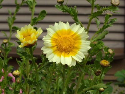 春菊の花