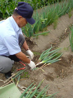 納豆でネギもらう