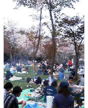 花見円山公園.jpg