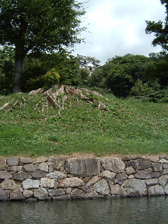 前にあった木、切られたんやね…