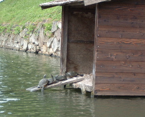 おいおい、ここ、水鳥ハウスなんやけど…＾＾；