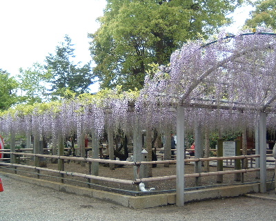 フジ花のシャワーや～