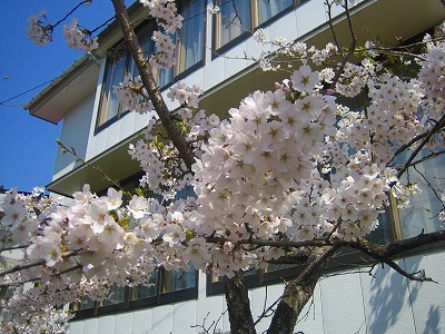 家の桜４。
