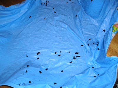 画像 040 のコピー.jpg