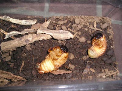 画像 041 のコピー.jpg