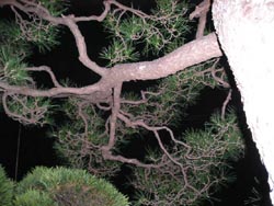 画像 184 のコピー.jpg