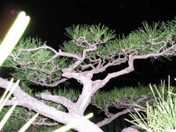 画像 185 のコピー.jpg