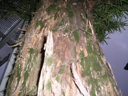 画像 242 のコピー.jpg