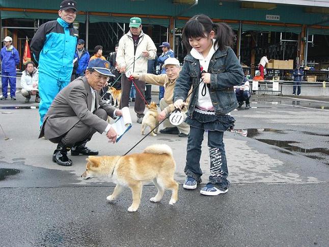 日本犬保存会宮城支部展 日本犬保存会宮城支部だより 楽天ブログ