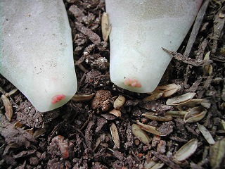 子供２
