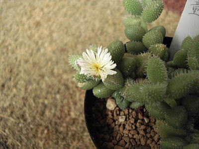 雷童　お花