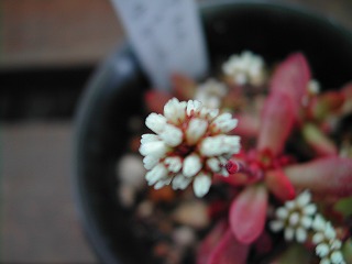 クラッスラ・ラディカンス