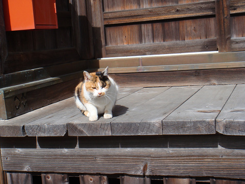 種間寺の三毛猫１