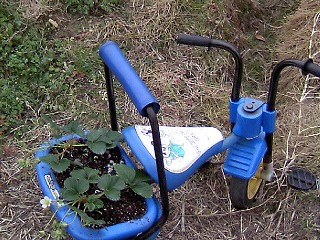 かわいい鉢植えの中には、イチゴの花が.jpg