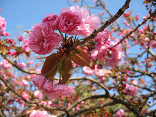 RSKバラ園の八重桜