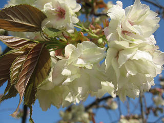 RSKバラ園の鬱金（ウコン）桜