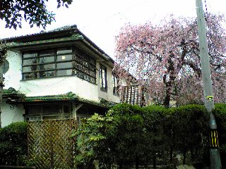 雰囲気のあるレトロなアパートの庭に豪華な桜が！！