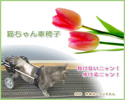 猫ちゃん車椅子