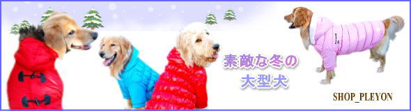 素敵な冬の大型犬pleyon_冬ambitious_No.6