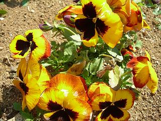 2008_0405画像 021.jpg