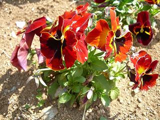 2008_0405画像 022.jpg