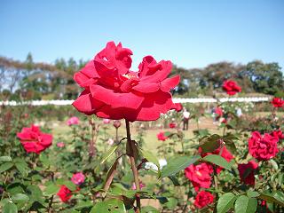 2007_1104画像 016.jpg