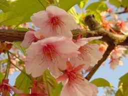松田山・桜まつり☆６