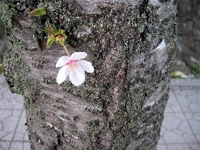 2008桜1.JPG
