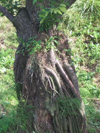 DSCF6761.JPG