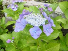 ブログ掲載フォト5 083.jpg