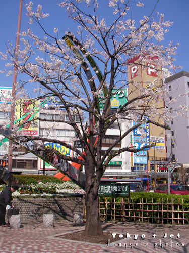 4-1桜2.jpg