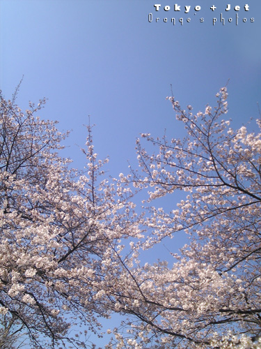 4-1桜3.jpg