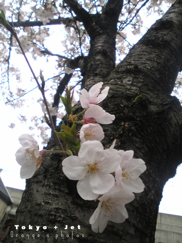 4-1桜6.jpg