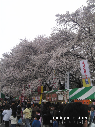4-1桜7.jpg