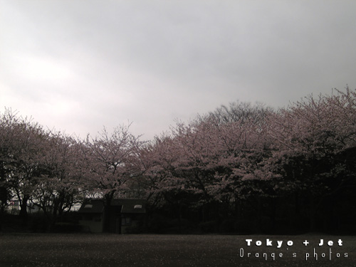 4-1桜9.jpg