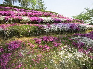 玉ねぎ掘り