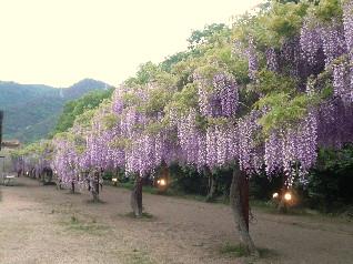 藤公園