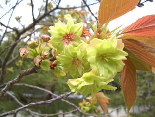 京都桜