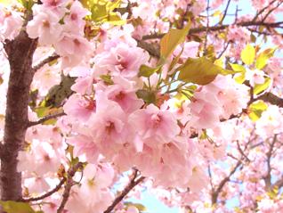 京都桜