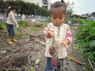 お芋掘り