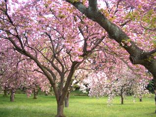 京都桜