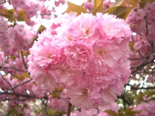 京都桜