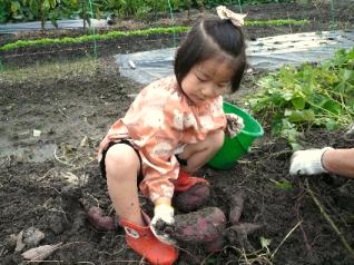 お芋堀り