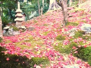 京都紅葉