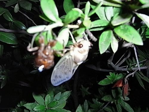 蝉・１ (500x375).jpg