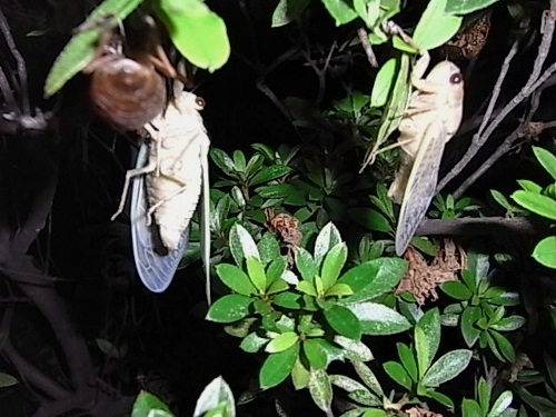 蝉・５ (500x375).jpg