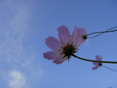 見上げた空